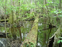 4-holes-swamp.jpg
