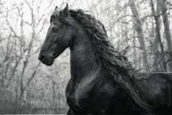 Daan-the-friesian-stallion.jpg