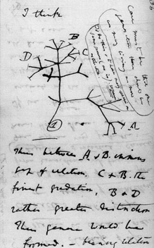 "Darwin's Tree of Life"