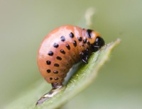 Ladybug pupa.jpg