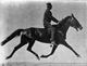 Muybridge horse pacing animated.jpg