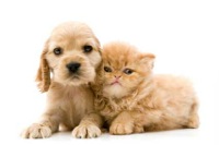Puppy-and-kitten.jpg